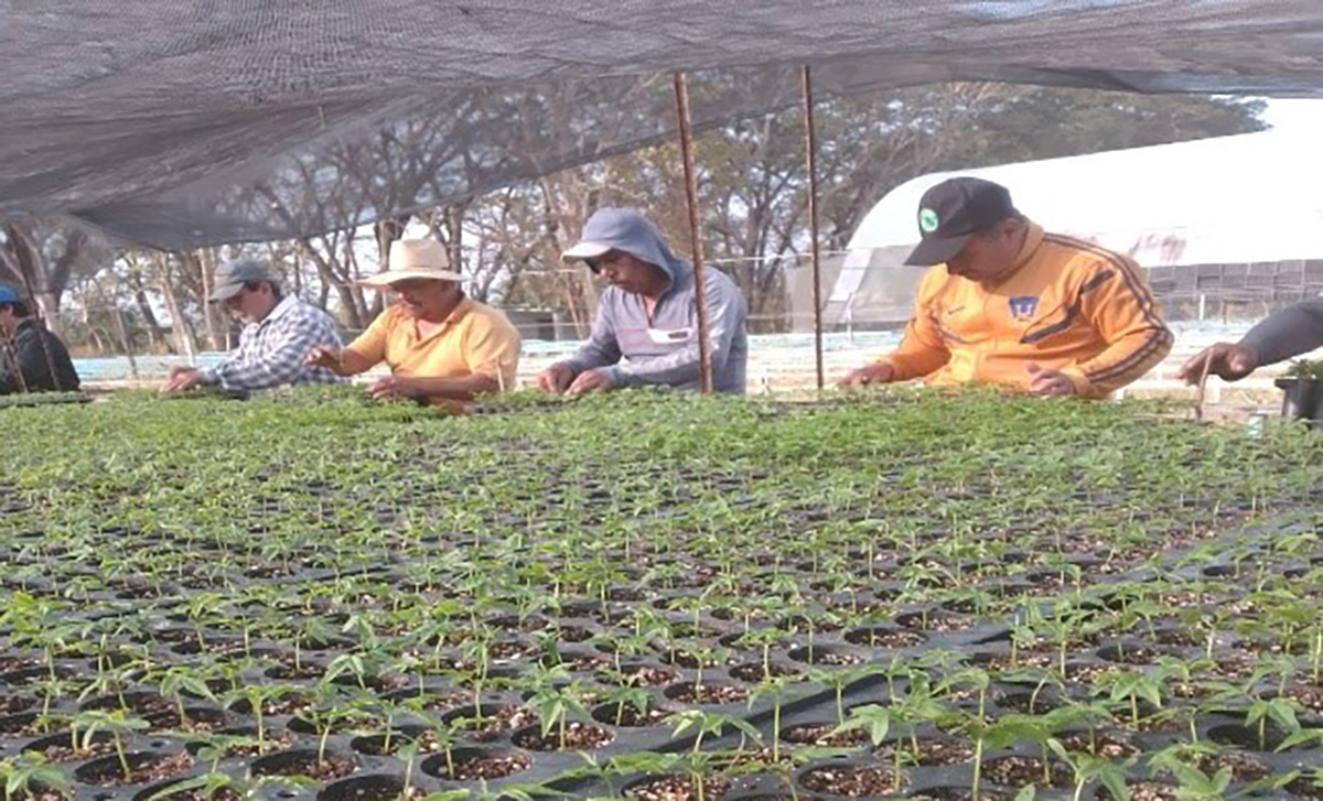 semhanplantas180523
