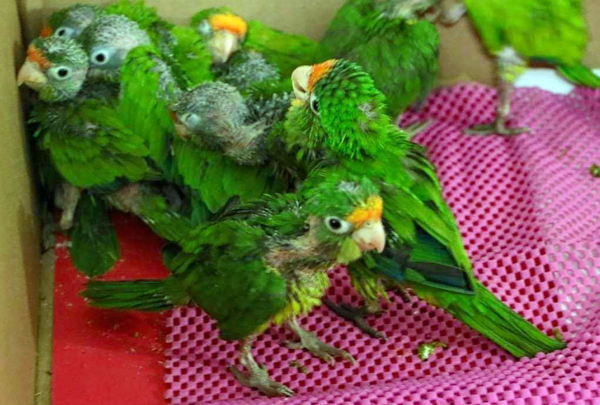 semahnanimales061123