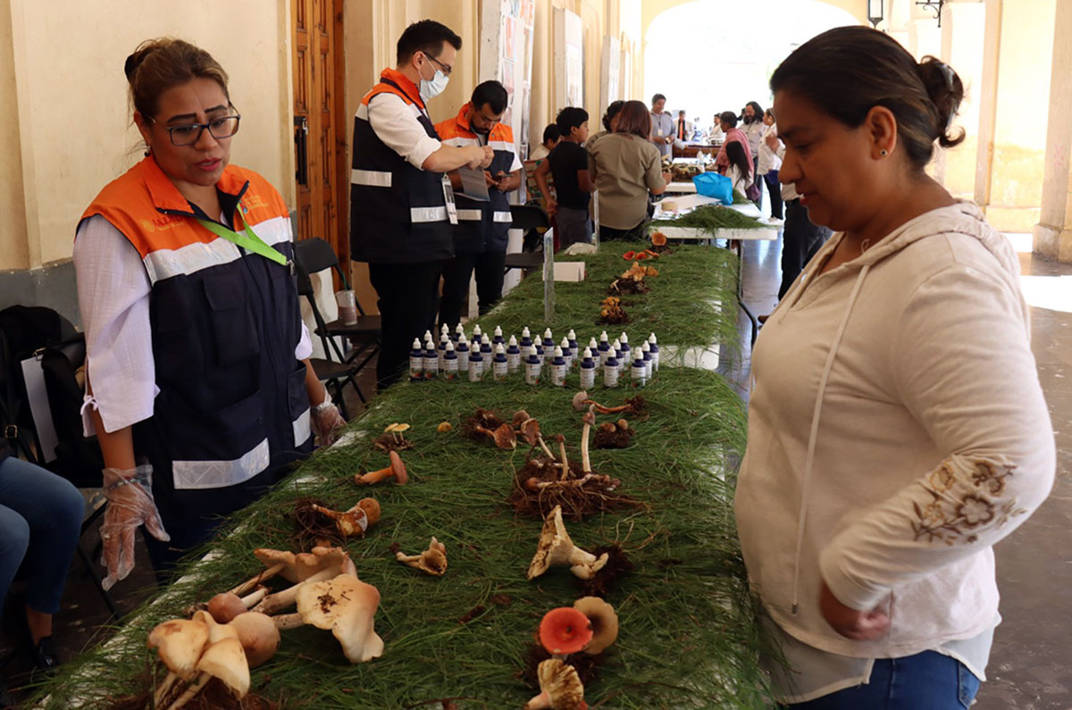 saludhongos080824