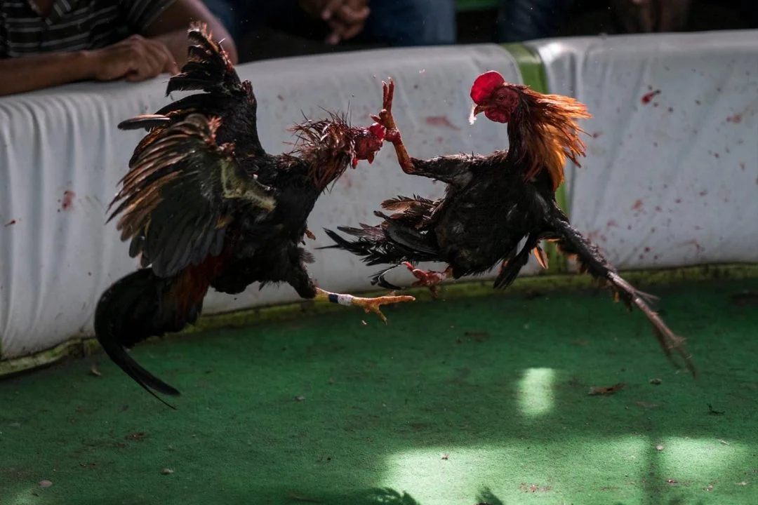 peleasgallos170125