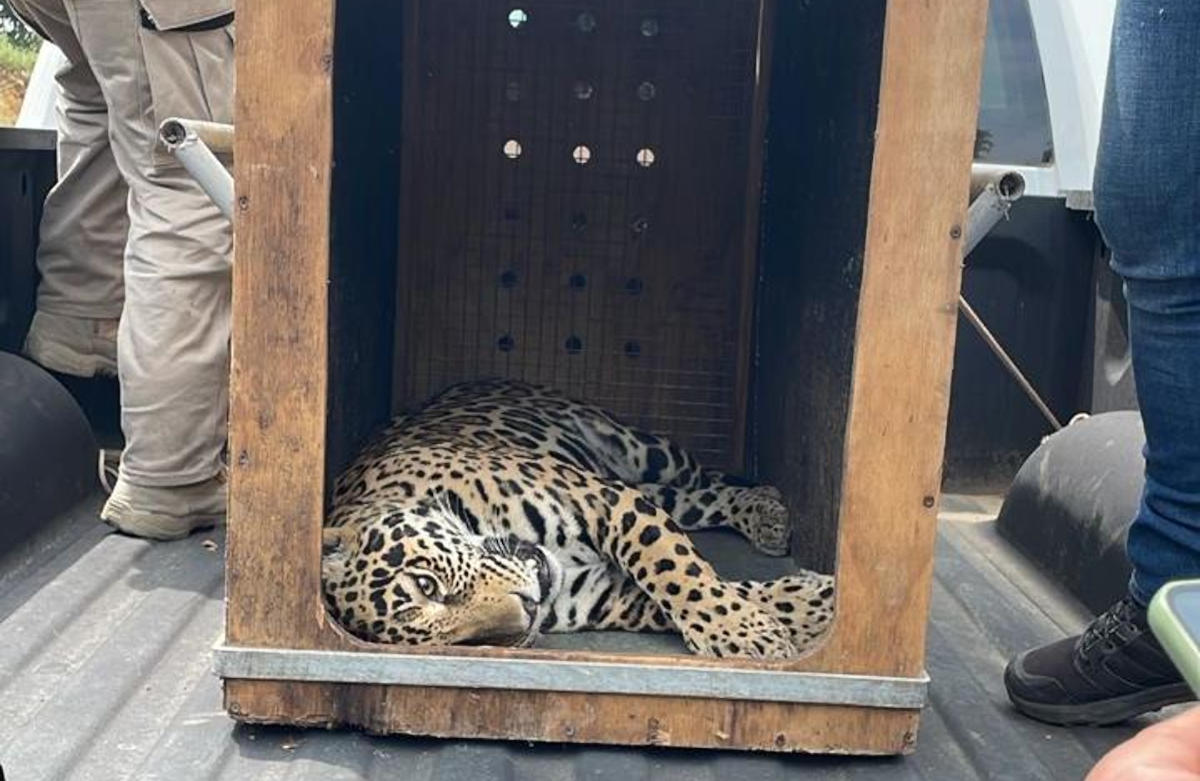 rescatanjaguar130825