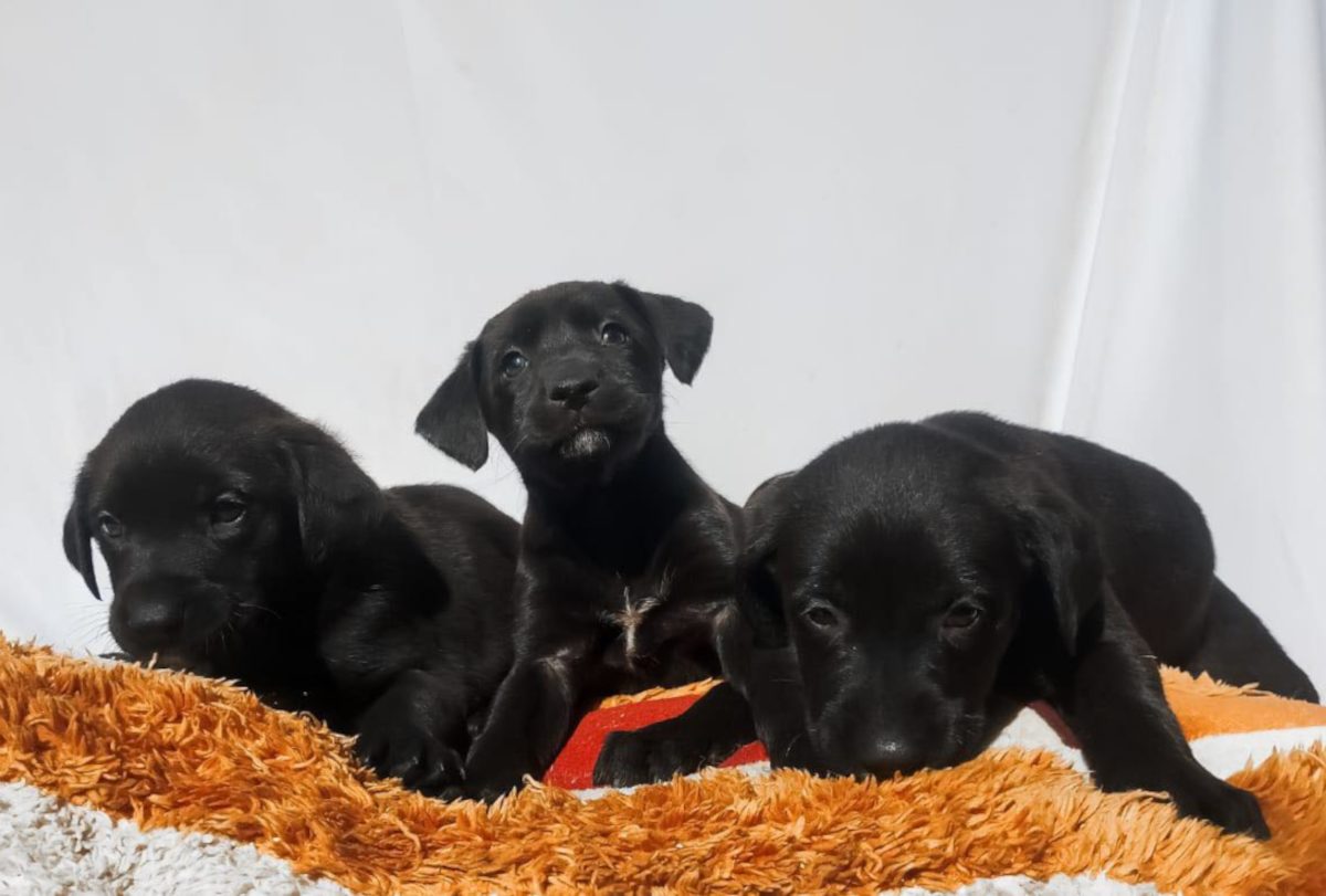 cecamcachorros201125