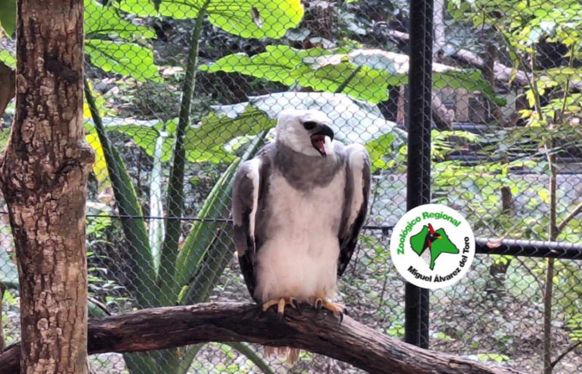 aguilarpiacuarentena070126