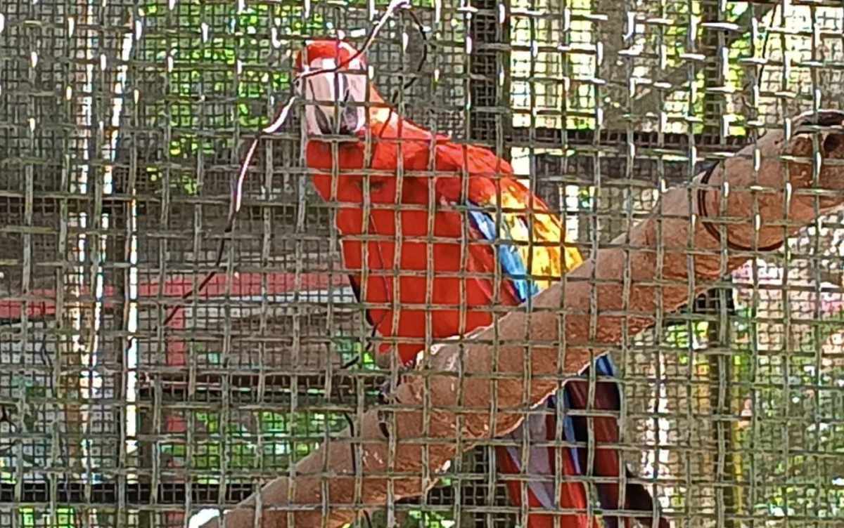 guacamayarojaselva060126