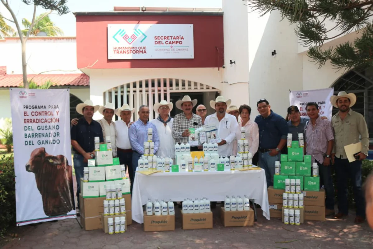 secamvsgusanobarrenador260526