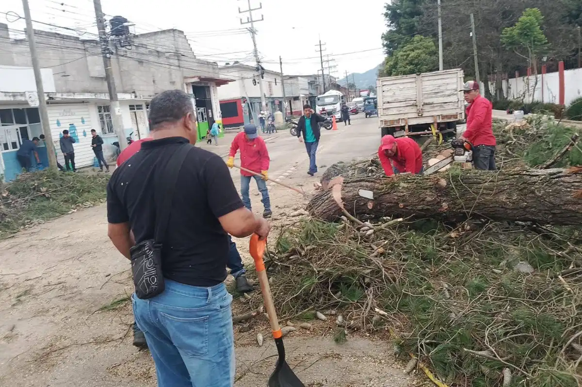 sclcretiranarbol080626